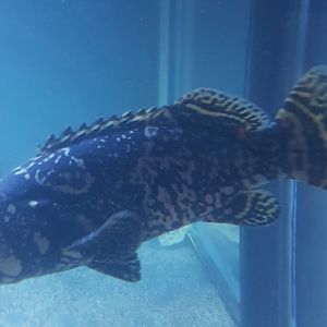 Epinephelus lanceolatus