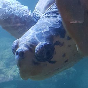 Caretta caretta