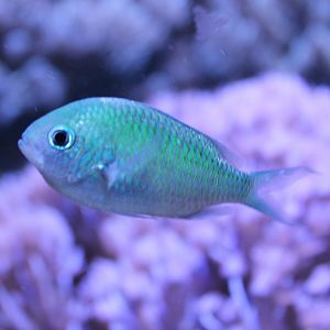 Green damselfish