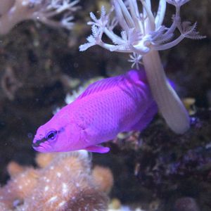 Pseudochromis fridmani