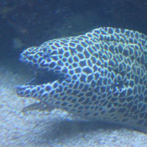 Gymnothorax favagineus