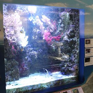 Garden eel - coralfish tank