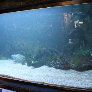 Morey eel-aquarium