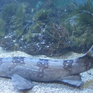 Banded bamboo-shark
