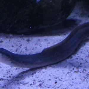 European eel