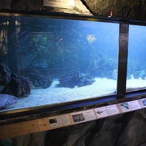 Marine tank