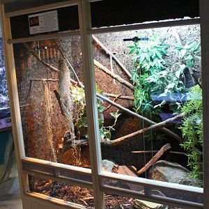 Enclosure Corn snake