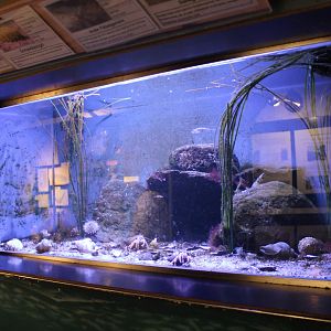 North Sea aquarium