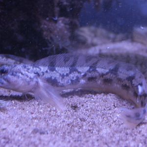 Zoarces viviparus
