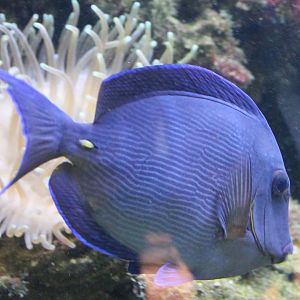 Acanthurus coeruleus