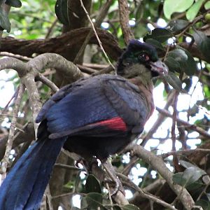 Purple-crested Turaco