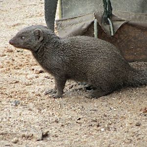 Dwarf Mongoose