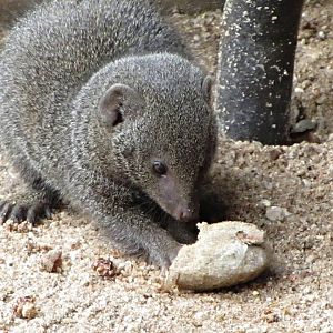Dwarf Mongoose