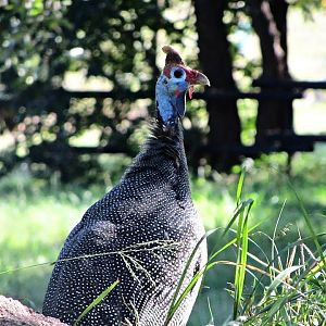 Helmeted Guineafowl