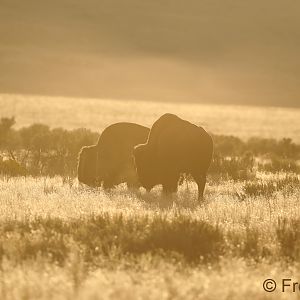 Bison in golden light of sunset