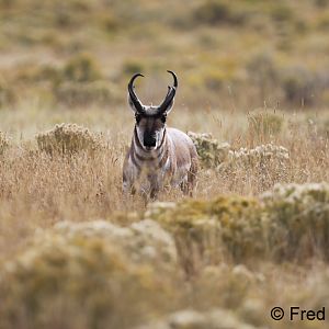 Male pronghorn in sagebrush