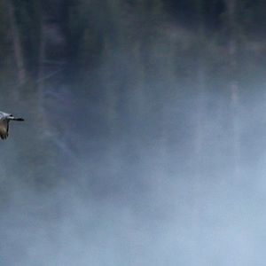 sandhill cranes flying at sunrise