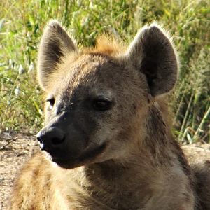 Spotted Hyena
