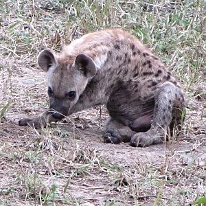 Spotted Hyena Cub
