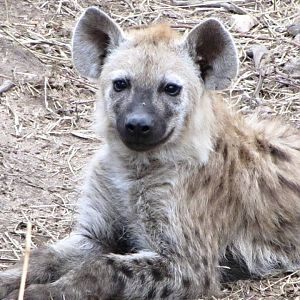 Spotted Hyena