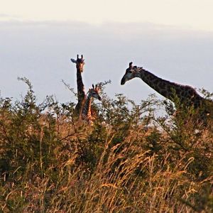 Cape Giraffes