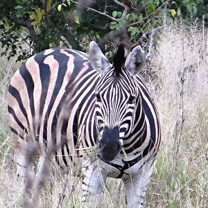 Chapman's Zebra