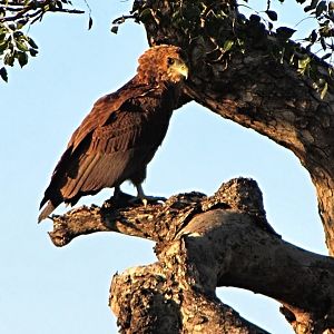 Juvenile Bateleur
