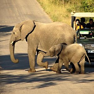 African Bush Elephant Cow and Calf with Safari Vehicle