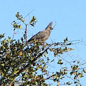 Grey Go-Away Bird