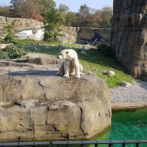 New polar bear enclosure