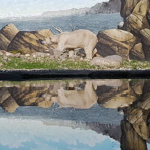 New polar bear enclosure