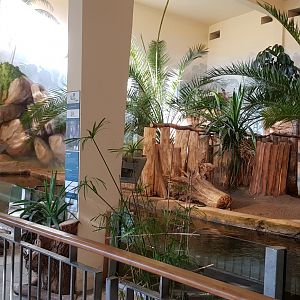 Pygmy hippopotamus house interior