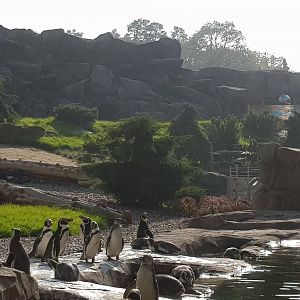 New penguin enclosure