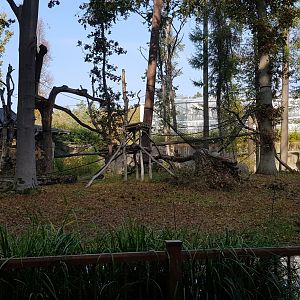 Outdoor Orang utan enclosure, one of two