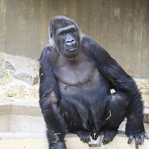 Wild-Born Gorilla