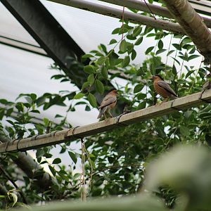 Brahminy Starlings