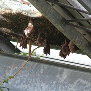 Gambian Epauletted Bat