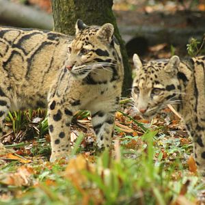 Clouded Leopard 16th October 2018
