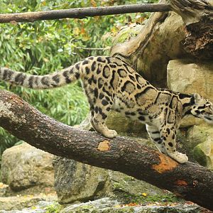 Clouded Leopard 16th October 2018