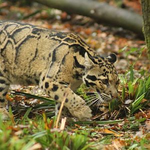 Clouded Leopard 16th October 2018