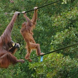 Bornean orangutans, October 2018