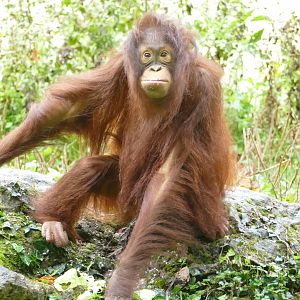 Natalia, Bornean orangutan, October 2018