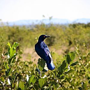 Greater Blue-eared Starling