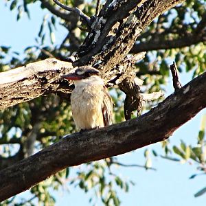 Striped Kingfisher