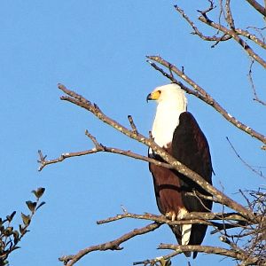 African Fish Eagle