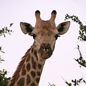 Cape Giraffe