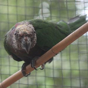 Hawk-headed parrot