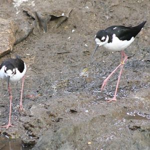 Black-winged stilts
