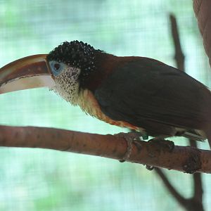 Curly-crested aracari