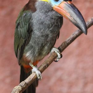 Guyanan toucanet